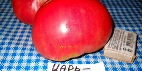 Tomato tsar bell: recenzije, fotografije, produktivnost